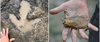 Världsunika fossiler utgrävda – 200 miljoner år gamla dinosaurier på plats i Uppsala: "En sensation"