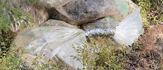 Döda får dumpades i skogsbryn – kryllade av likmaskar • Andra gången på kort tid: "Okunskap och egoism som ligger bakom"