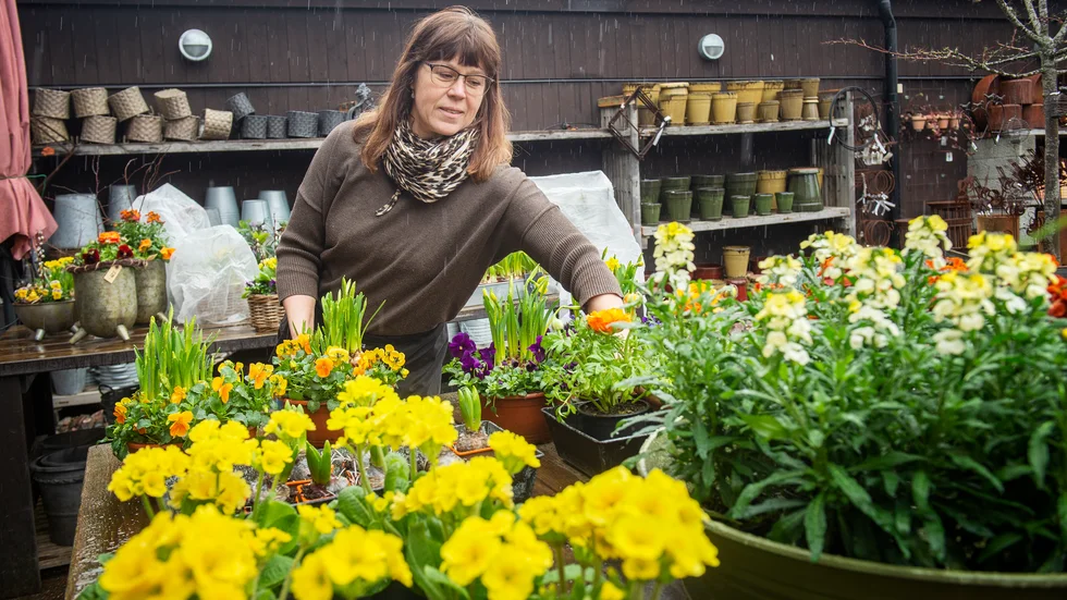 Monica Larsson fixar med blommorna på Växt och trädgård i Nyköping.