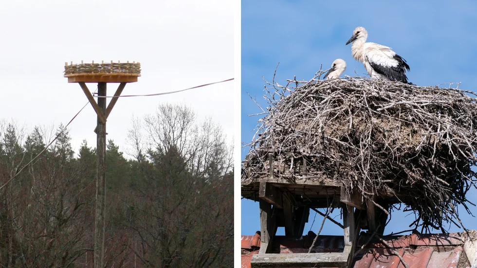 En dröm i Tinnerö. Med det uppbyggda boet hoppas kommunekolog Anders Jörneskog locka hit storkar – men chansen är väldigt liten