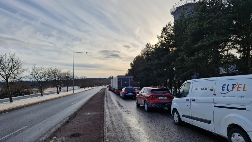 Köerna ringlade långa på Kungsängsleden.