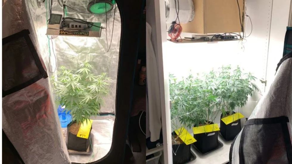 Cannabisplantor som hittades i samband med en husrannsakan i Bålsta.