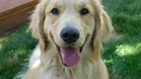 This 2012 photo provided by Colorado State University, shows a golden retriever, Louie Mesinger,  in his backyard during the summer in Boulder, Colo.  The Golden Retriever Lifetime Study will be the largest and longest study of dogs ever conducted. For Louie and 2,999 other purebred golden retreivers who are chosen over the next two years, their lives, usually a 10-to-14-year life span, will be tracked for genetic, nutritional and environmental risks to help scientists and veterinarians find ways to prevent canine cancer. (AP Photo/Colorado State University, Josh Mesinger)