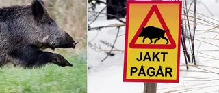 Stora jaktinsatsen: 400 jägare fällde 22 vildsvin • Köttet serveras på skolor och boenden