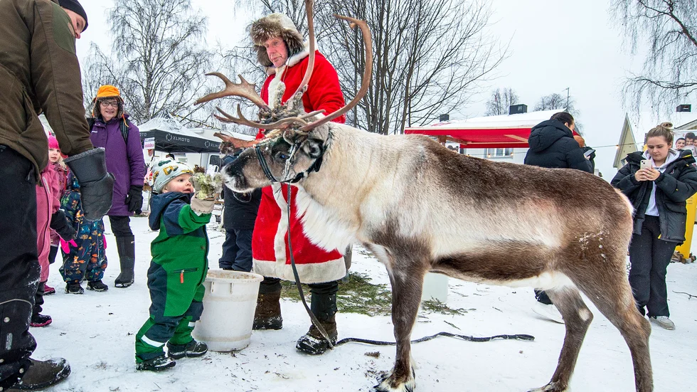 Mer mossa, Rudolf? Tomtefar Ola Rokka imponerades av hur duktig 2-årige Ragnar Liljebäck var på renmatning.