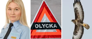 Ovanliga olyckan: "Djuret verkar ha dött"