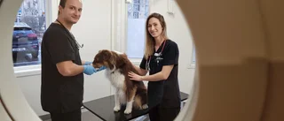 Piteå blev hemma för polska veterinärparet: "Här är ett kallare klimat men människorna är varma inuti"