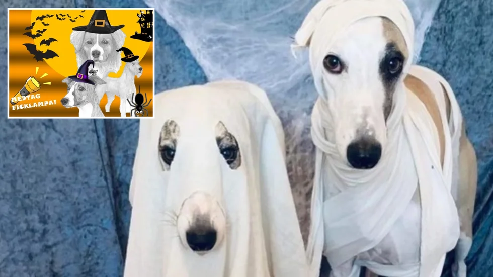 Madeleine Eriksson är en av grundarna av Vingåkers hundklubb. På bilden syns hennes hundar Cassie och Berra när de var utklädda till spöken inför klubbens Halloween-firande 2020. Nu är det dags igen.