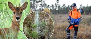 TV+KARTA• Här orsakar rådjur störst skador på skogen • Lennart kämpar för sina tallar – besprutar med fårtalg • ”Tallplantor är rena godiset”