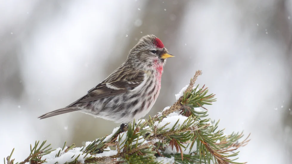 Gråsiskan sitter på sin gren och njuter av snöflingorna.