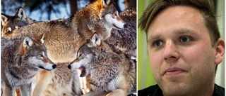 90 döda får i fjol – 0 i år • Expertens teori: Därför har vargattackerna försvunnit