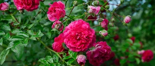 En blomstrande rosenträdgård – en oas bakom apoteket