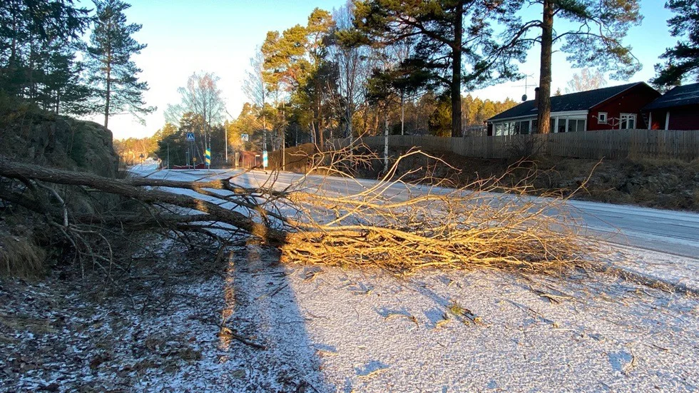 Flera larm har under natten mot fredagen inkommit om träd över vägbanor och andra trafikhinder. Här utanför Trosa.
