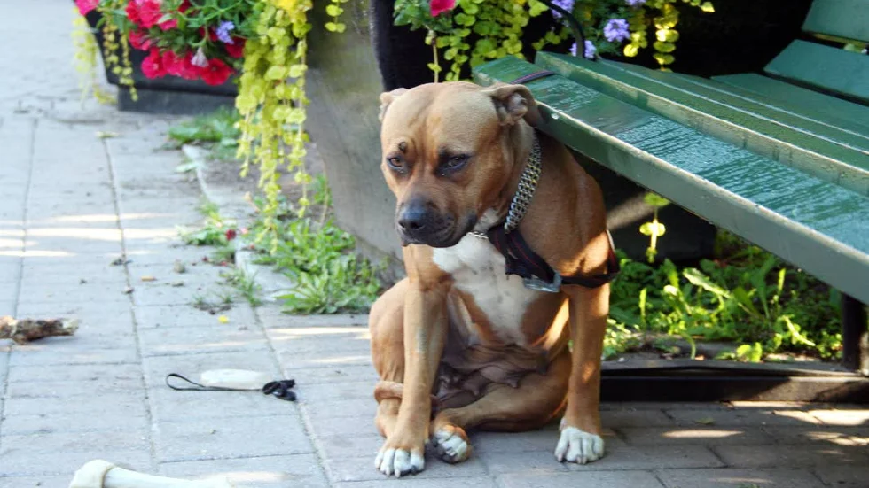 Tre stycken. Det var hundar av den här rasen, pitbull terrier, som attackerade andra hundar.