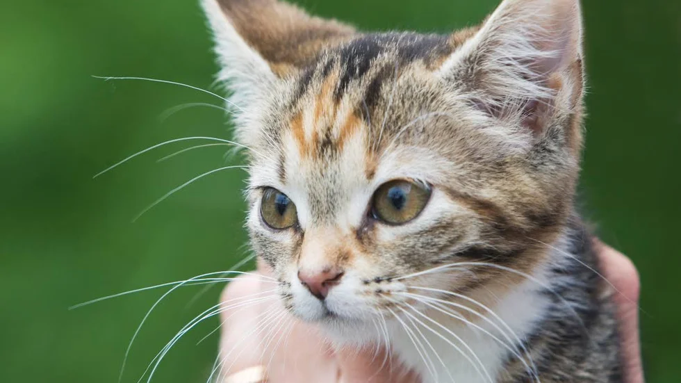 BETT. Ett felbehandlat kattbett ledde till amputerat finger. Nu kritisera IVO läkare och sköterska.