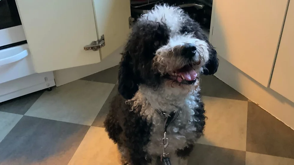 Det var den här hunden som Maria Hovberg upptäckte när hon kom hem till villan i Hejdegården i måndags eftermiddag.
Den stod då fastbunden vid balkongtrappan på baksidan av huset