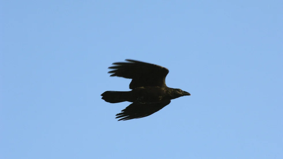 Länsstyrelsen har beviljat skyddsjakt på korpar vid Landvetter. Arkivbild.