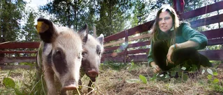 Kameraövervakning: Hägnans grisar ska filmas