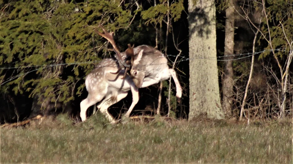 ”Oavsett vad man tycker om dovhjortar och rådjur så ska djur inte behöva lida”, säger Thomas Johansson, som räddade en dovhjort som fastnat med sina horn i taggtråd.