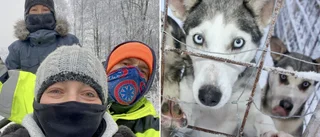 Flyttar draghundsverksamhet från Tyskland till Storträsk – vill starta kafé i byn: ”Det bästa beslut jag tagit”