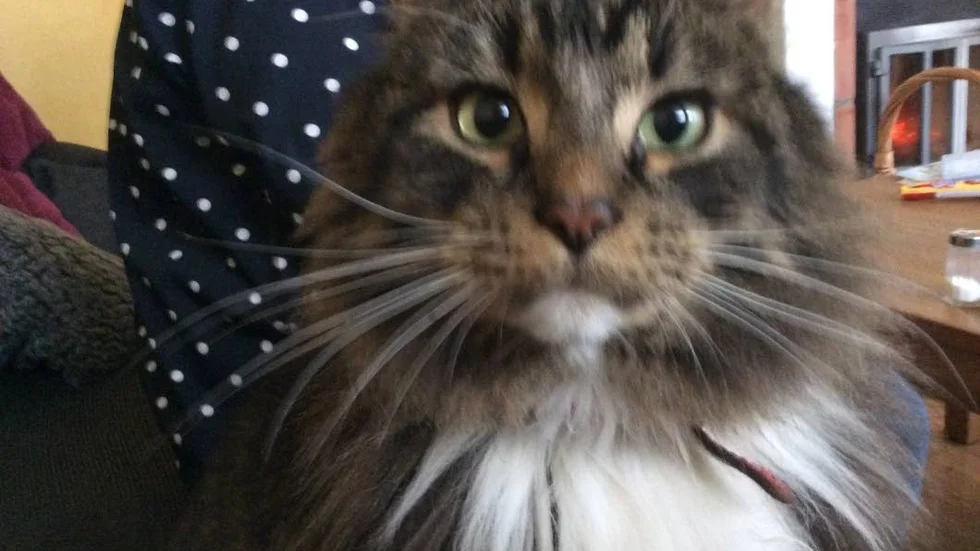 Elvis. Han var två år och fem månader och fick avlivas för lite mer än en vecka sedan.