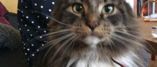 Flera katter döda i Västervik