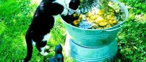 Katter får röra sig fritt
