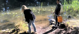 Här hjälper niorna forskare att spåra rester av läkemedel i naturen