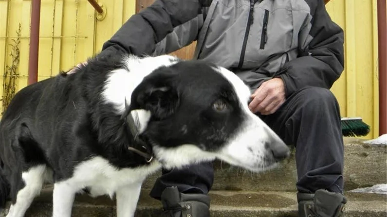 Vi är bägge lika gamla, säger Sten Olov om sin hund Jacko.