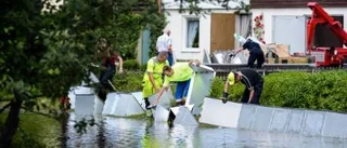Regnet kan dränka potatisen