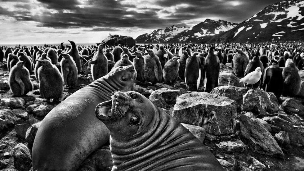 En annan värld. I sitt senaste projekt "Genesis" har Sebastiao Salgado skildrat planetens ännu så gott som orörda områden och de djur och människor som vistas där. 
Foto: © Sebastião Salgado/ Amazonas images