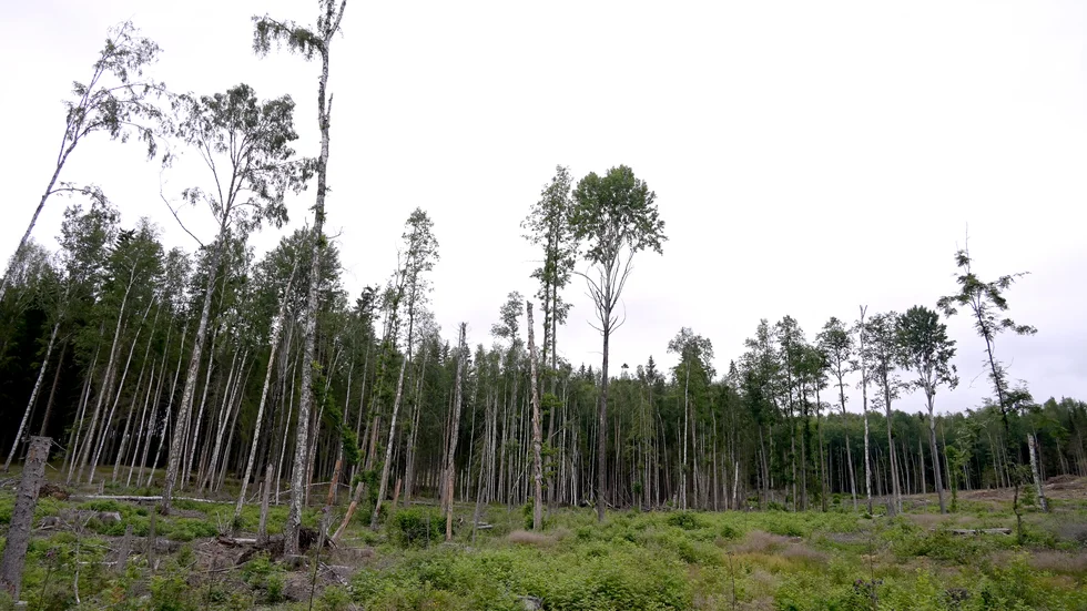 Mer avverkad skog kan bli en följd av EU:s förnybarhetsdirektiv, enligt kritiker. Arkivbild.