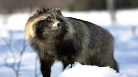 Mårdhunden är en oönskad invandrare i Norrbotten. FOTO: Bengt-Åke Persson