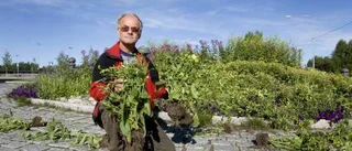 Meningslösa skadegörelser i blomsterlådorna