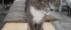 Vem saknar katten?
