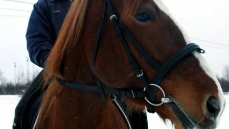 "Det är roligt med hästar, man vet aldrig vad de tänker hitta på", säger Karin Nyman, här med hästen Filo.FOTO: linda danhall
