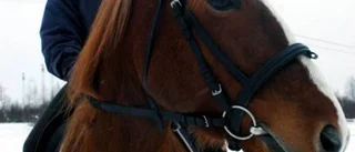 Haparanda: Ridtur på morgonen ett stalltips