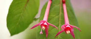 Fantastiska fuchsia