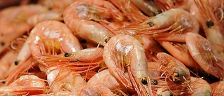 Lunchställe slarvade med lax och räkor