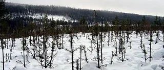 Älgsafari med skogen i centrum