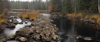 Miljonprojektet: Töreälven ska bli fiskeparadis