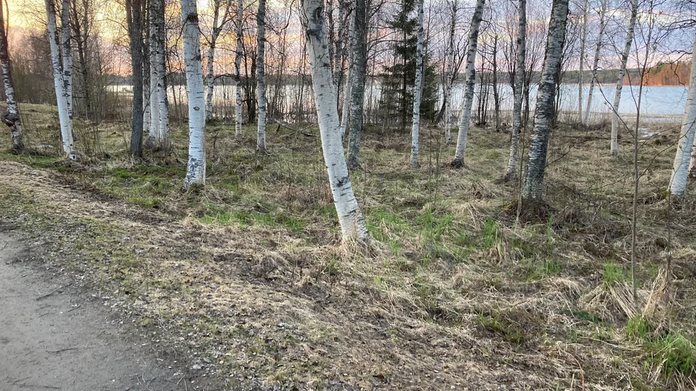 Porsöstrand har röjts från sly, i övrigt syns inte mycket av de visionära skisserna som arkitektbyrån tog fram.