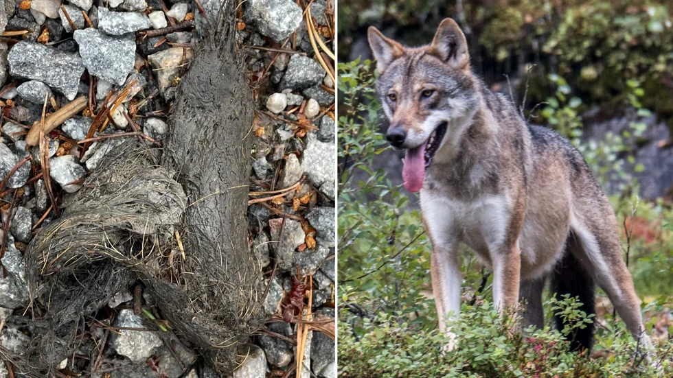 En kvinna upptäckte en stor hårig bajshög mitt på milspåret i Stadsskogen förra veckan. Nu har länsstyrelsen bekräftat att det var vargspillning. 
Vargen på bilden är från en annan plats. 
