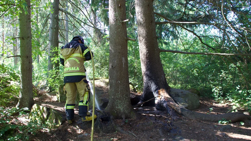 Räddningstjänsten släckte branden i skogsdungen. 
