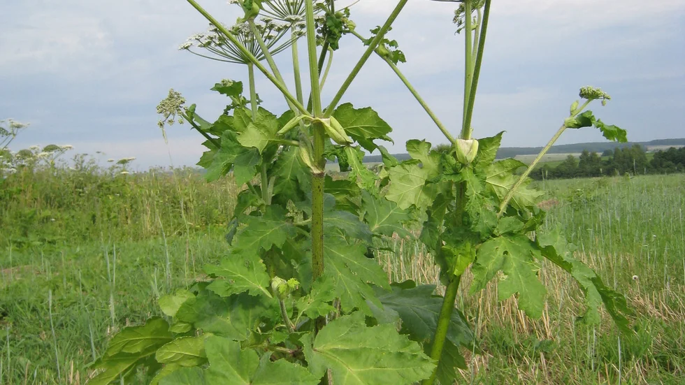 Bredlokan har hittats i Sverige. Den skiljer sig från släktingen jättelokan bland annat genom sina bredare blad.