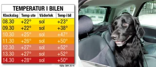 Gick till skolan och lämnade hunden i bilen – i över åtta timmar