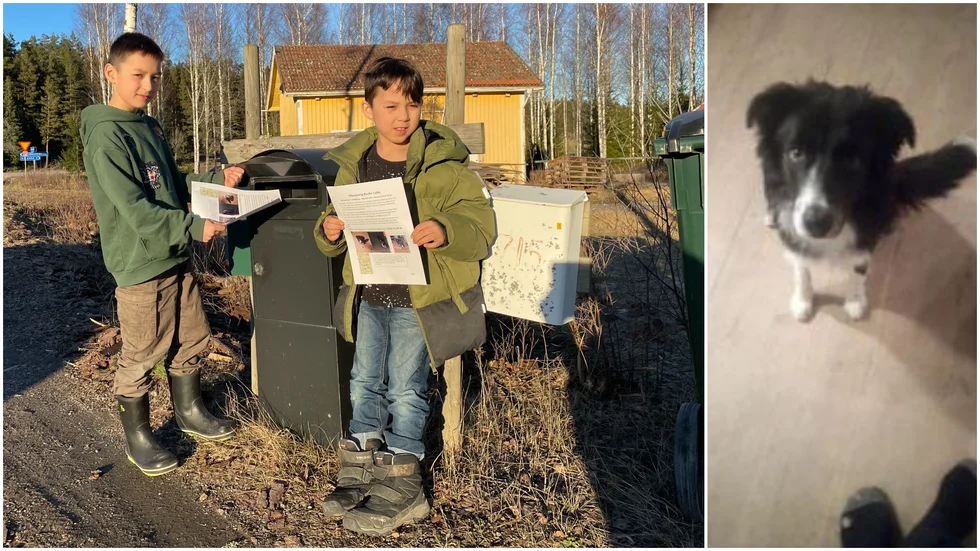 Den ettåriga bordercollien Nero försvann på skottdagen och sedan dess har familjen letat. 
