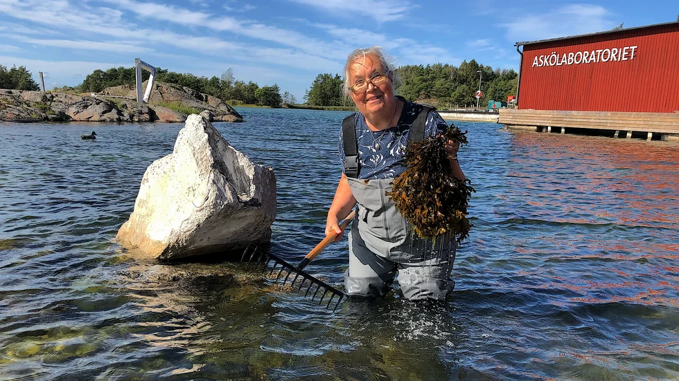 För första gången någonsin ska blåstång skickas ut i rymden. Tången har samlats in vid Askölaboratoriet av professor Lena Kautsky.
