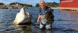 Tång från Trosa skickas ut i rymden