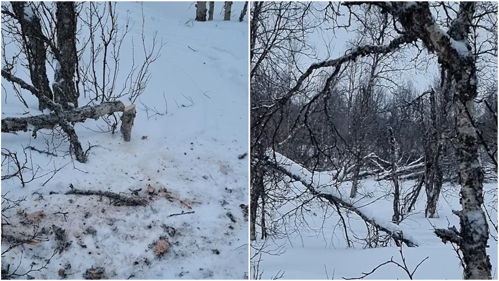 Minst 30 fjällbjörkar har avverkats inom naturreservatet Hornavan-Sädvajaure fjällurskog i Arjeplogs kommun. Länsstyrelsen i Norrbotten har gjort en polisanmälan om misstänkt miljöbrott.